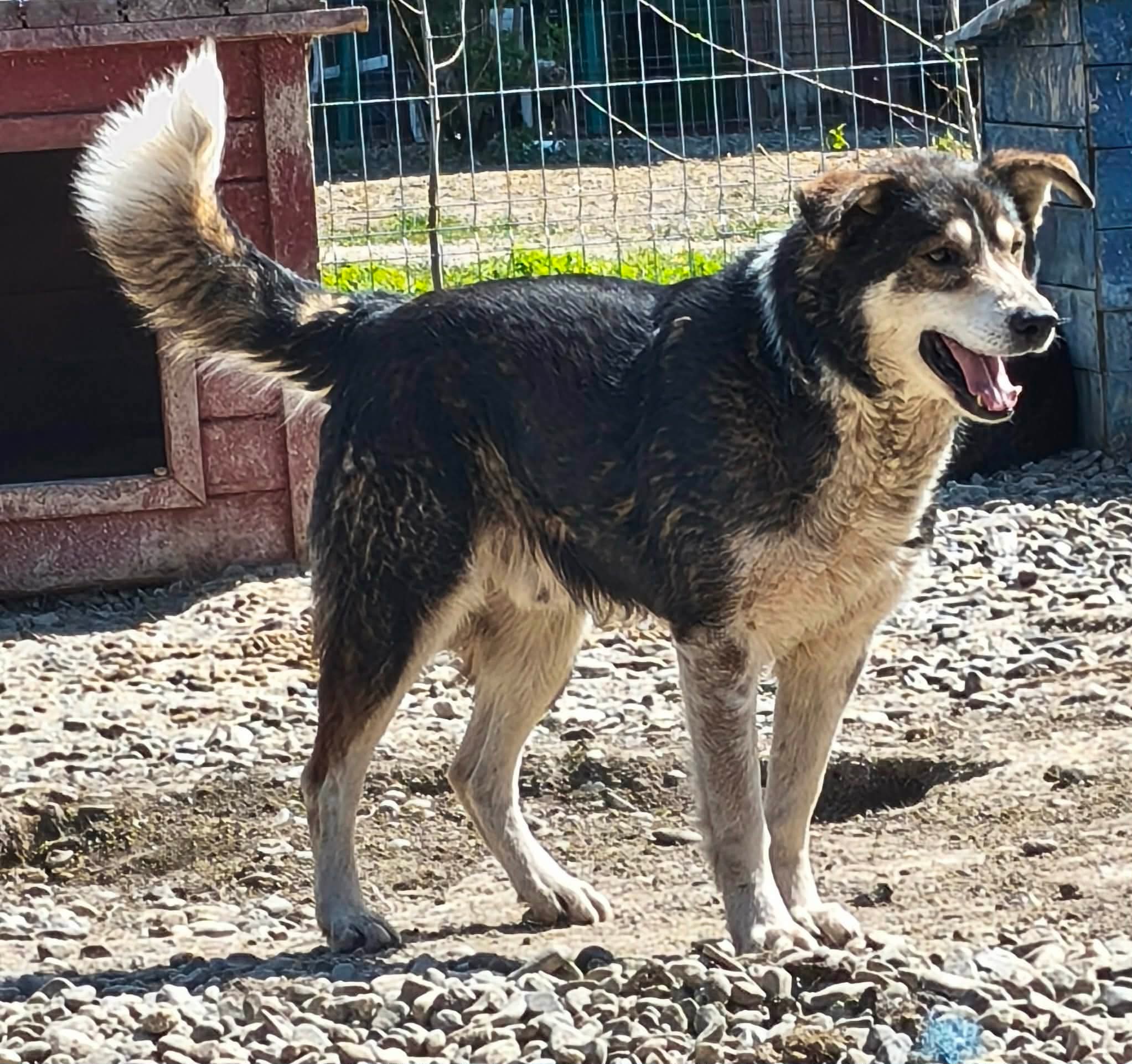 Fabio