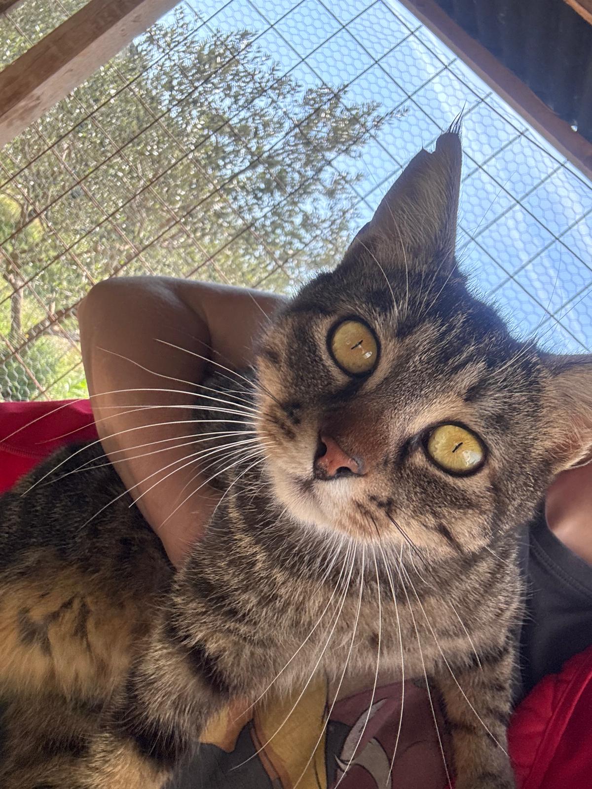 Tigar