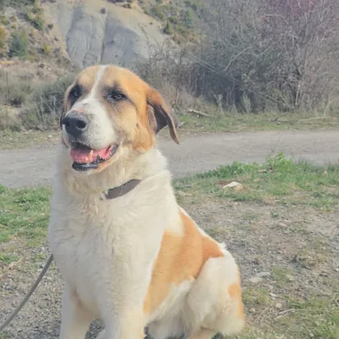 YOGI