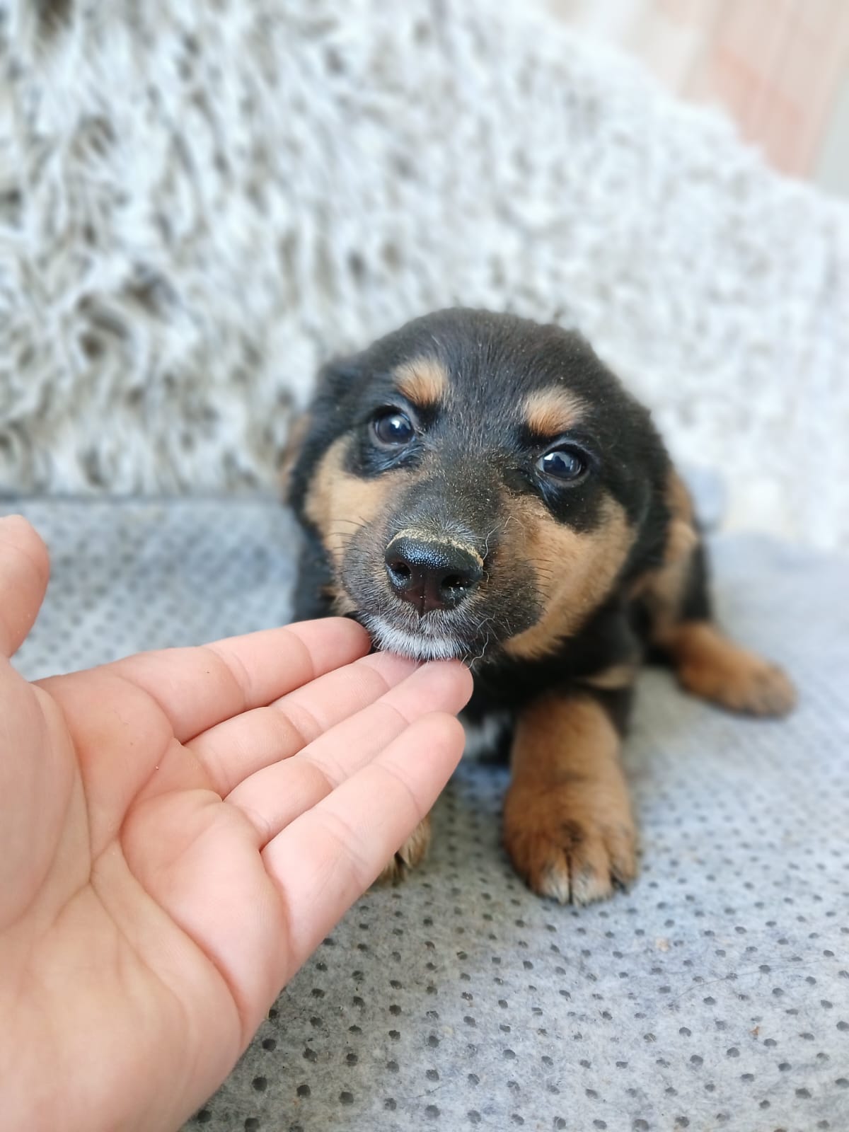 🌸Liebes Welpenmädchen Izzie🌸