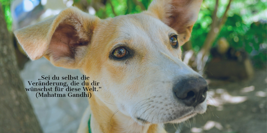 Tierschutzverein griechische Fellnasen e.V.