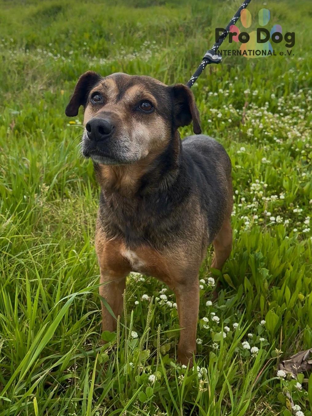 Dexter, liebevoll und genügsam