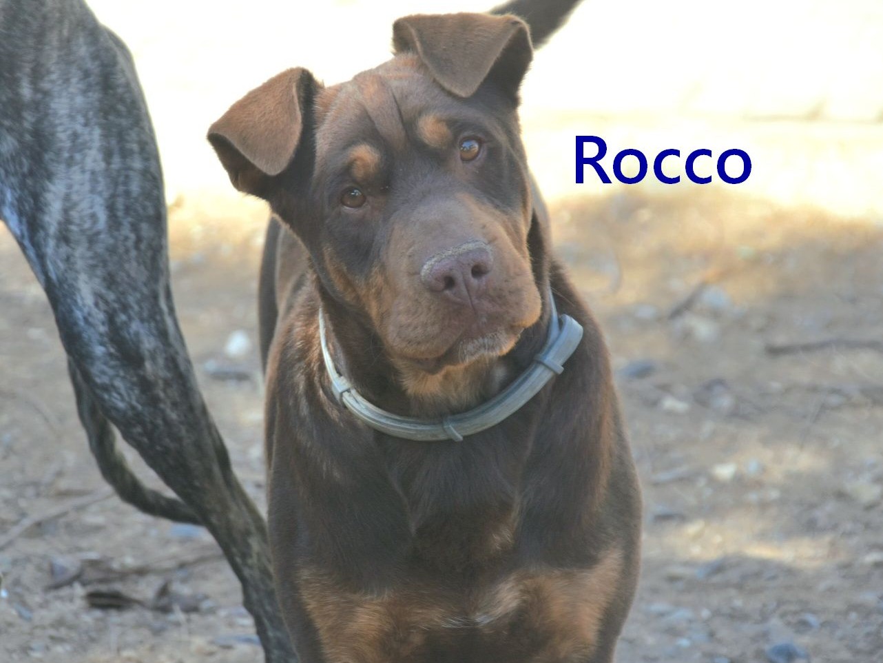 Rocco