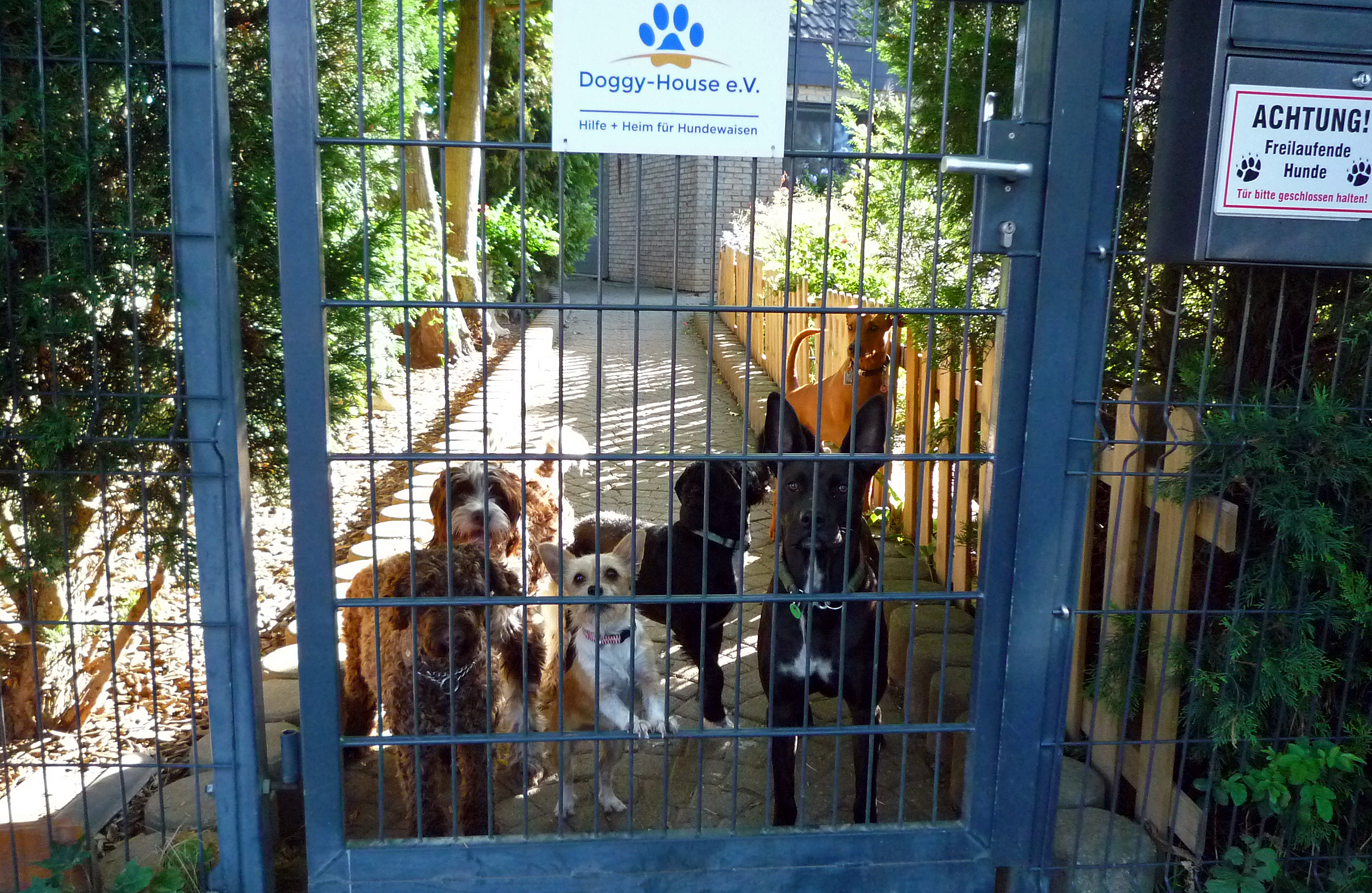Doggy-House e.V.