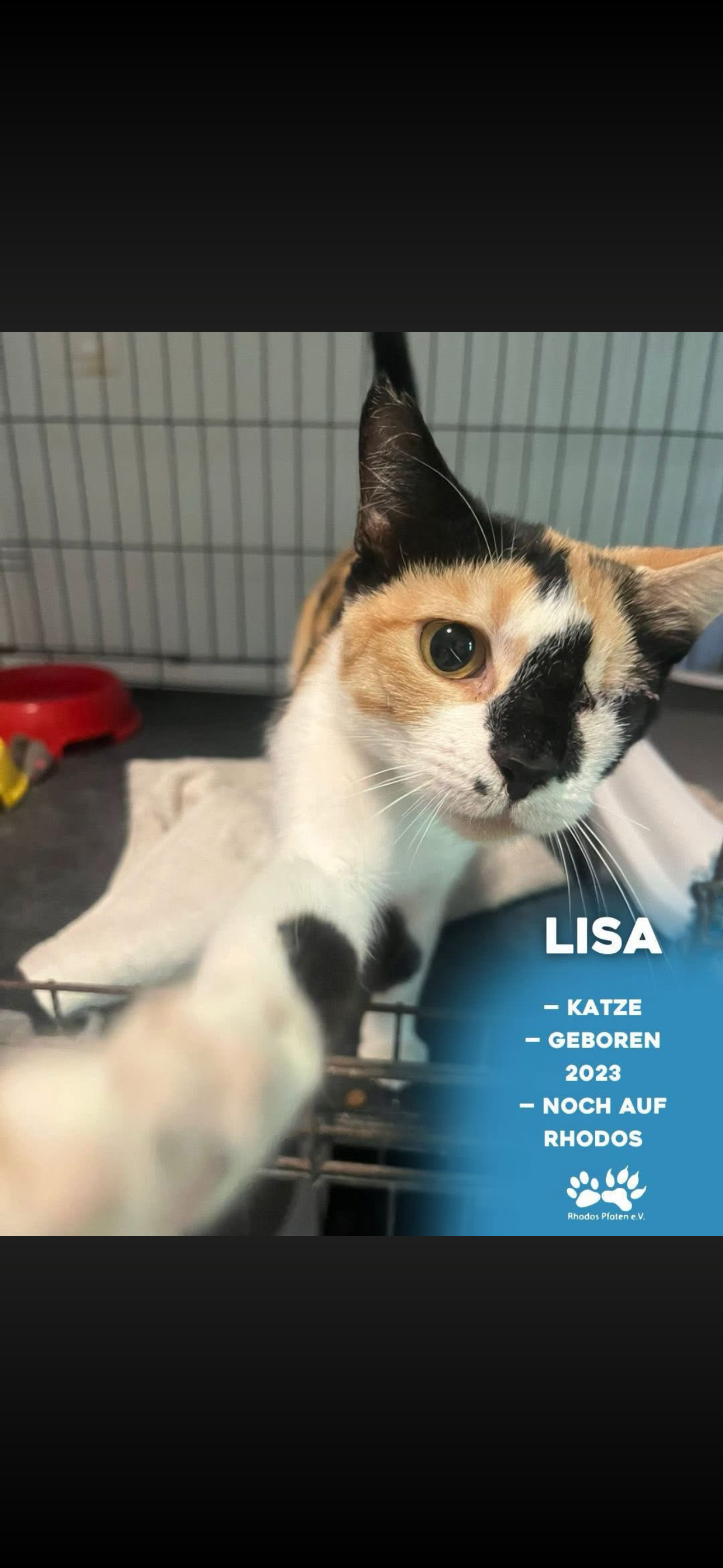 Lisa