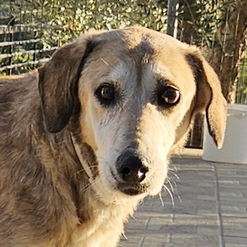 Cleo