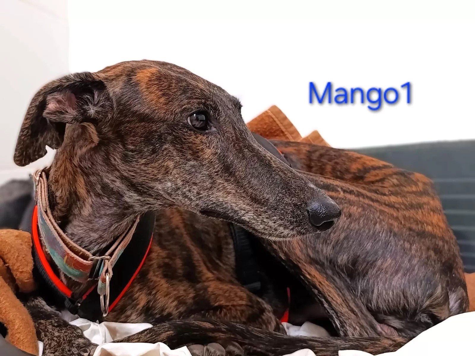 Mango1
