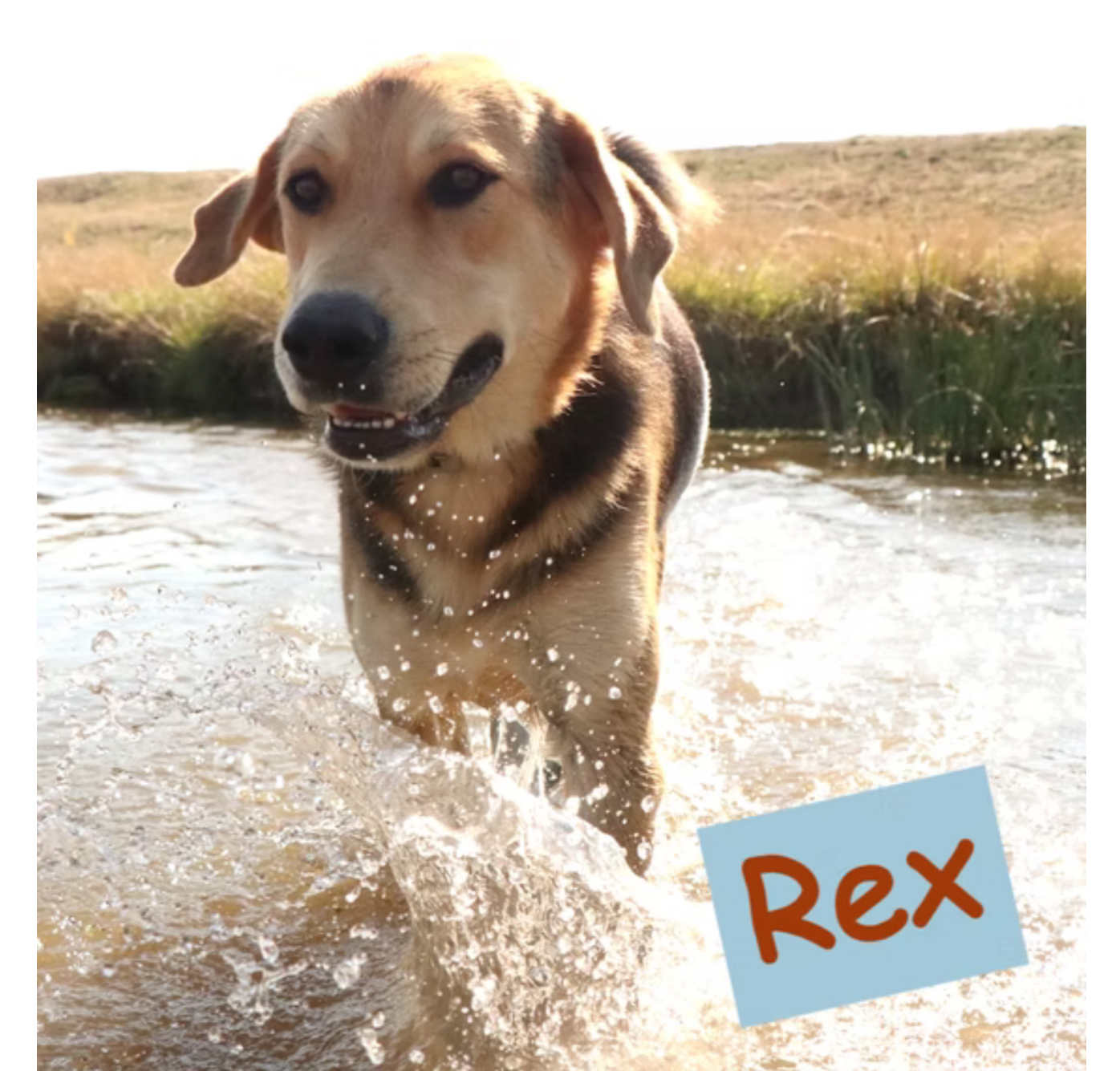Rex