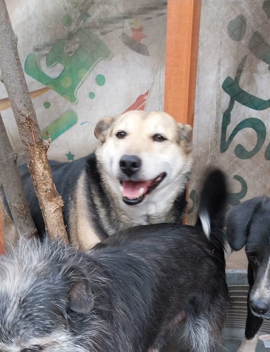 Lupi 🐾🐕