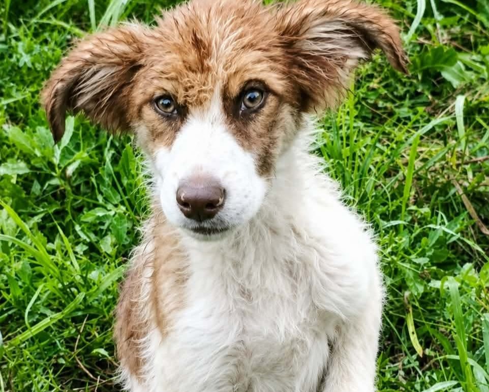 Teddy
