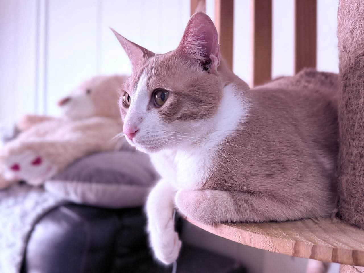 Pokky