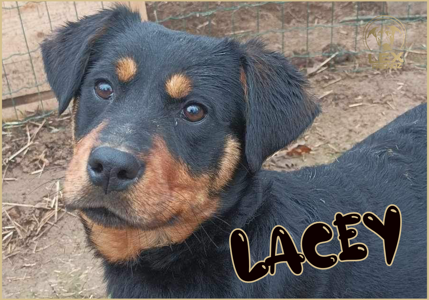 LACEY
