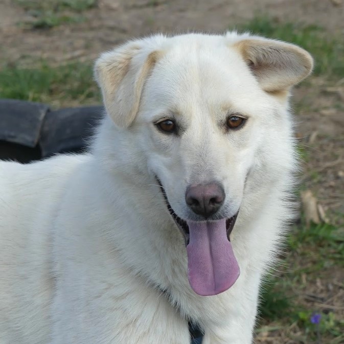 Rodolfo