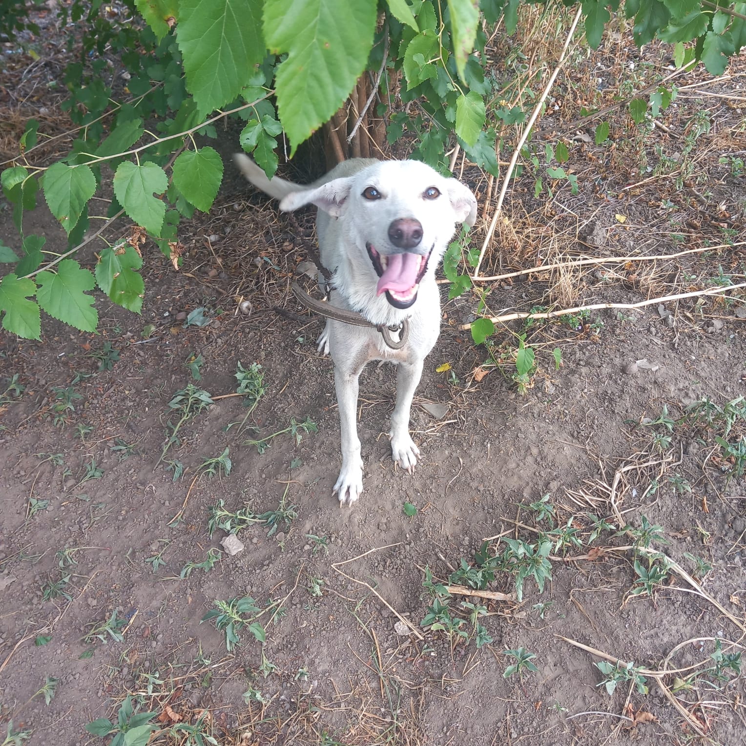 Josina 🐾🐕