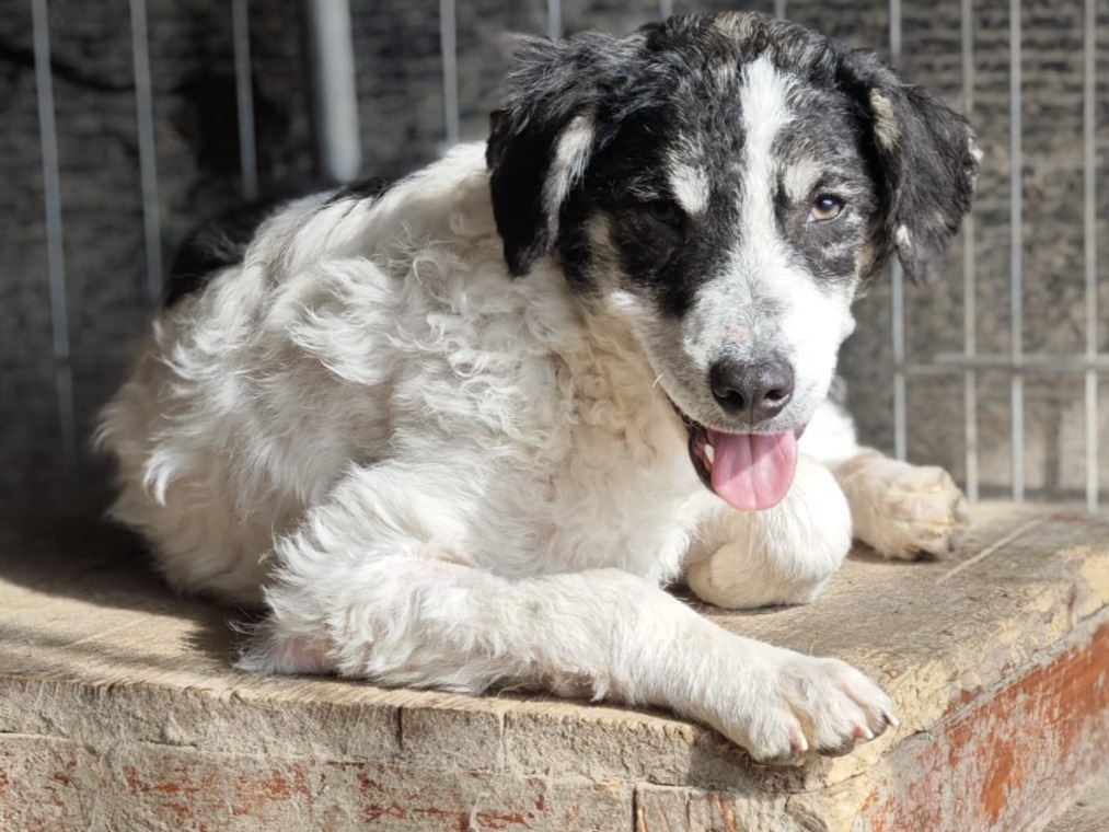 Pongo