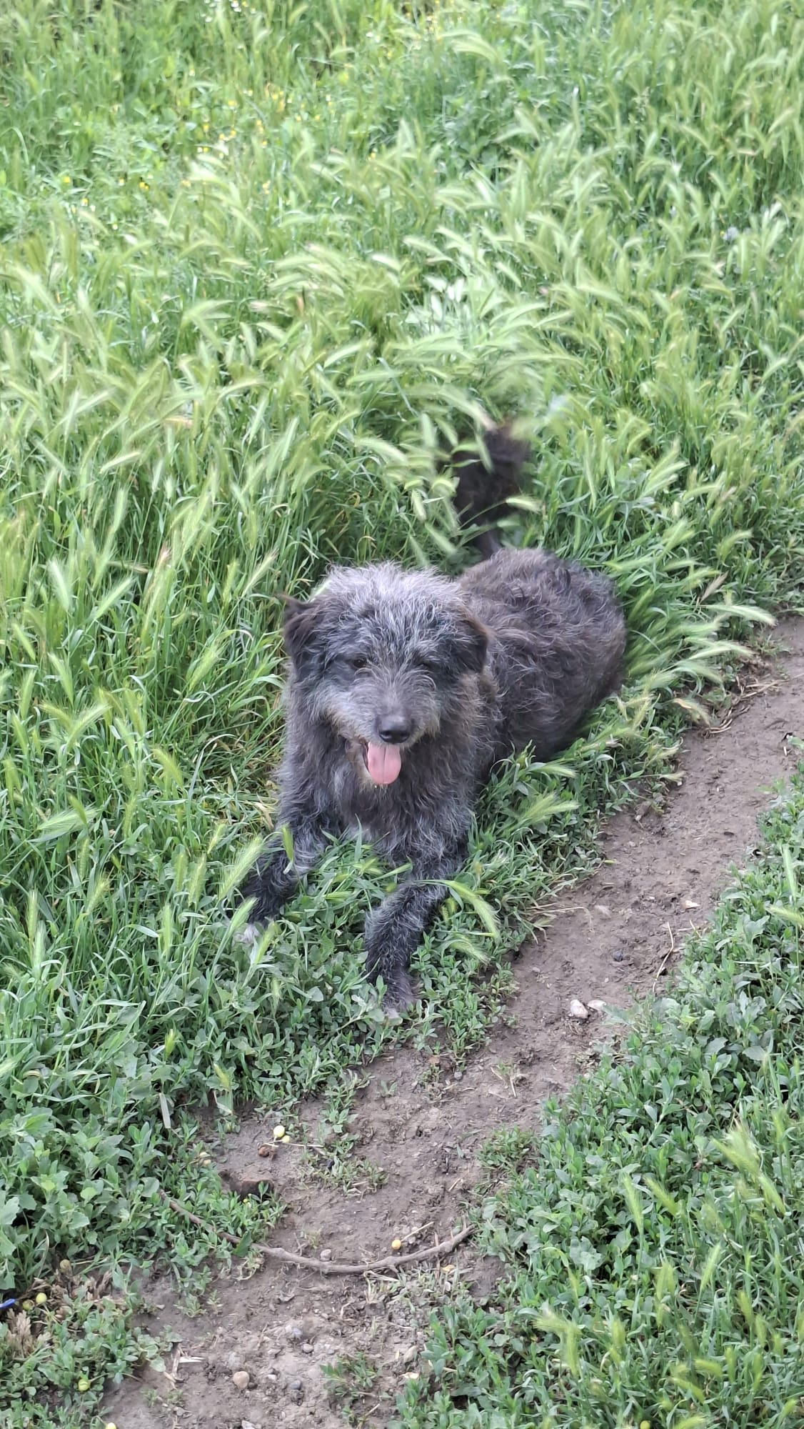 Tanita 🐕