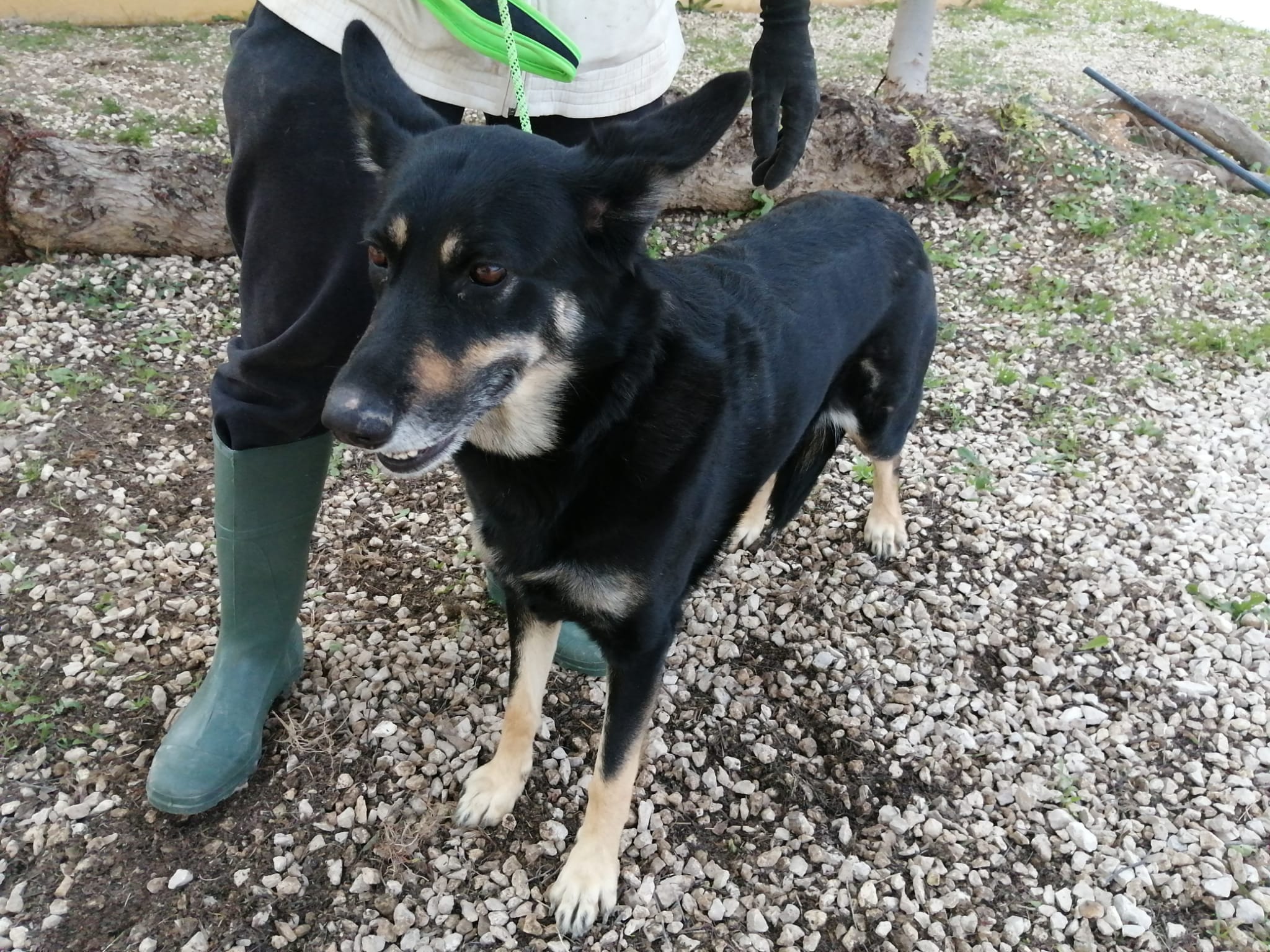 🍀MOLLY🍀- braucht etwas Zeit