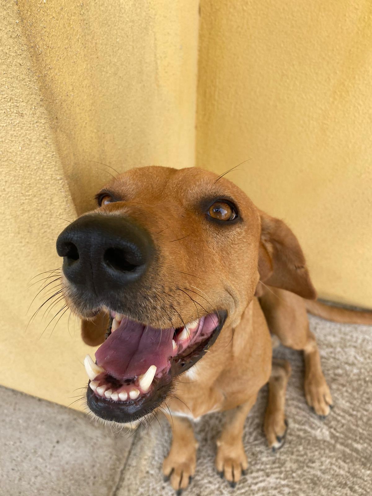 Paco