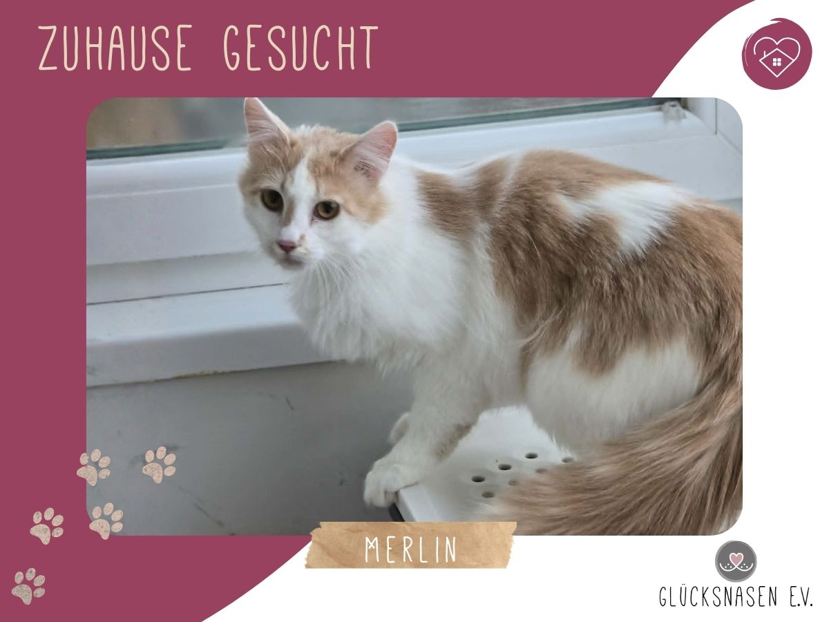 Merlin hofft auf sein Glück