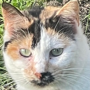 Molaya