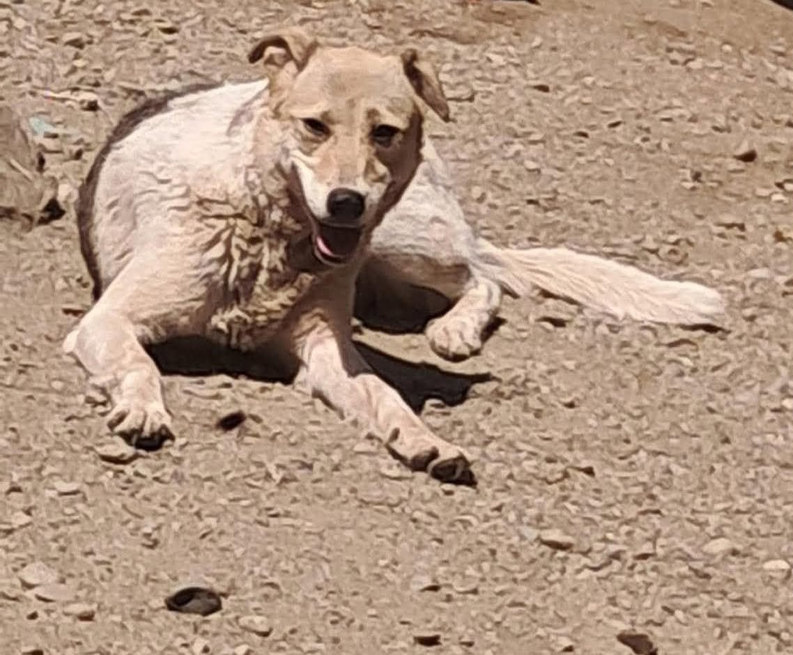 Darcy sucht ihr Glück