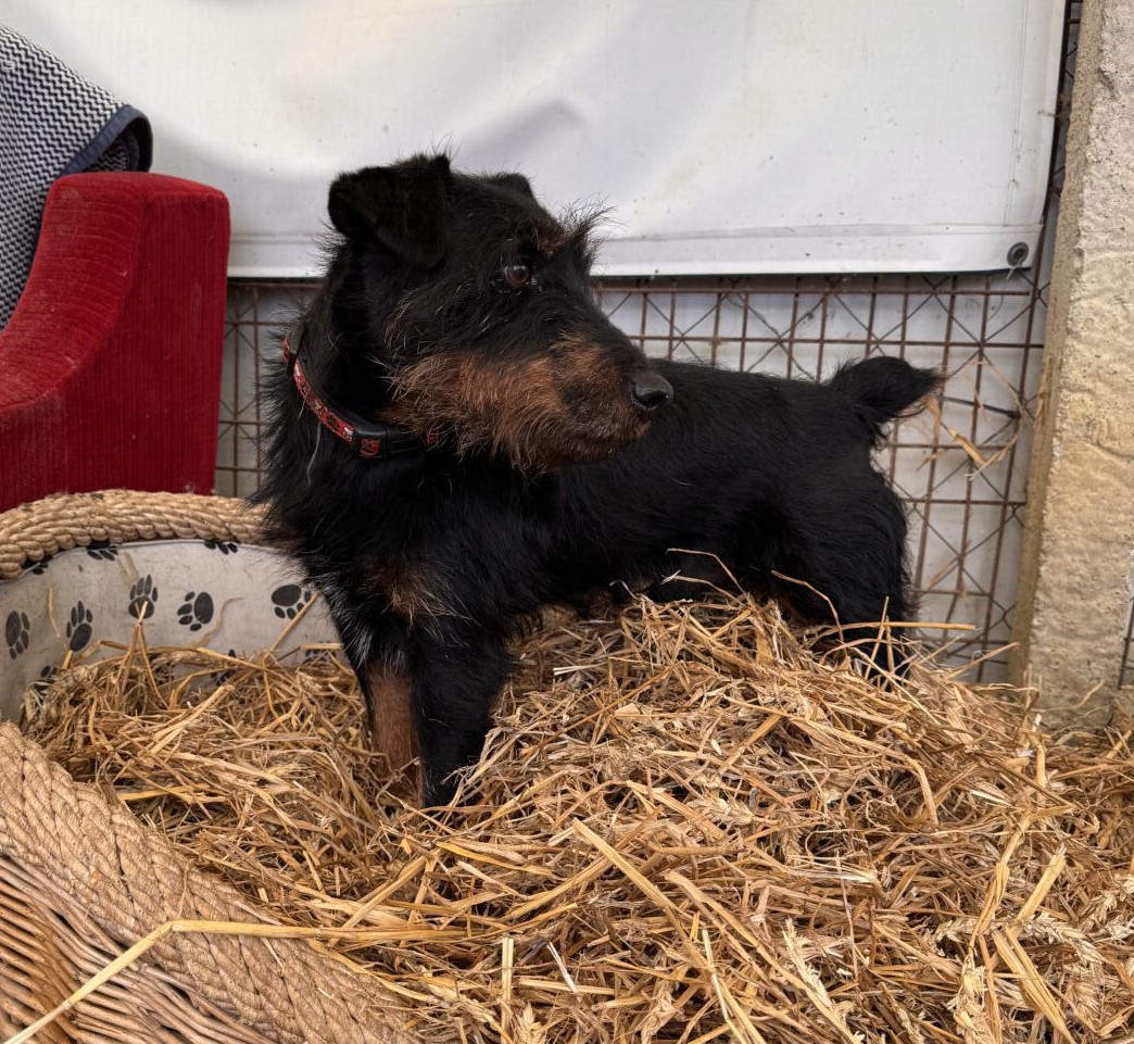 Jericho, Terriermix