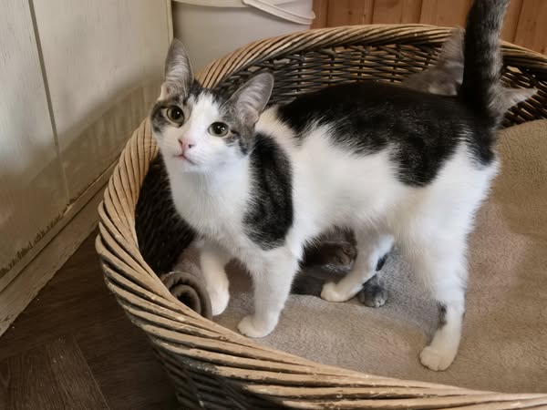 Kätzin Tinka
