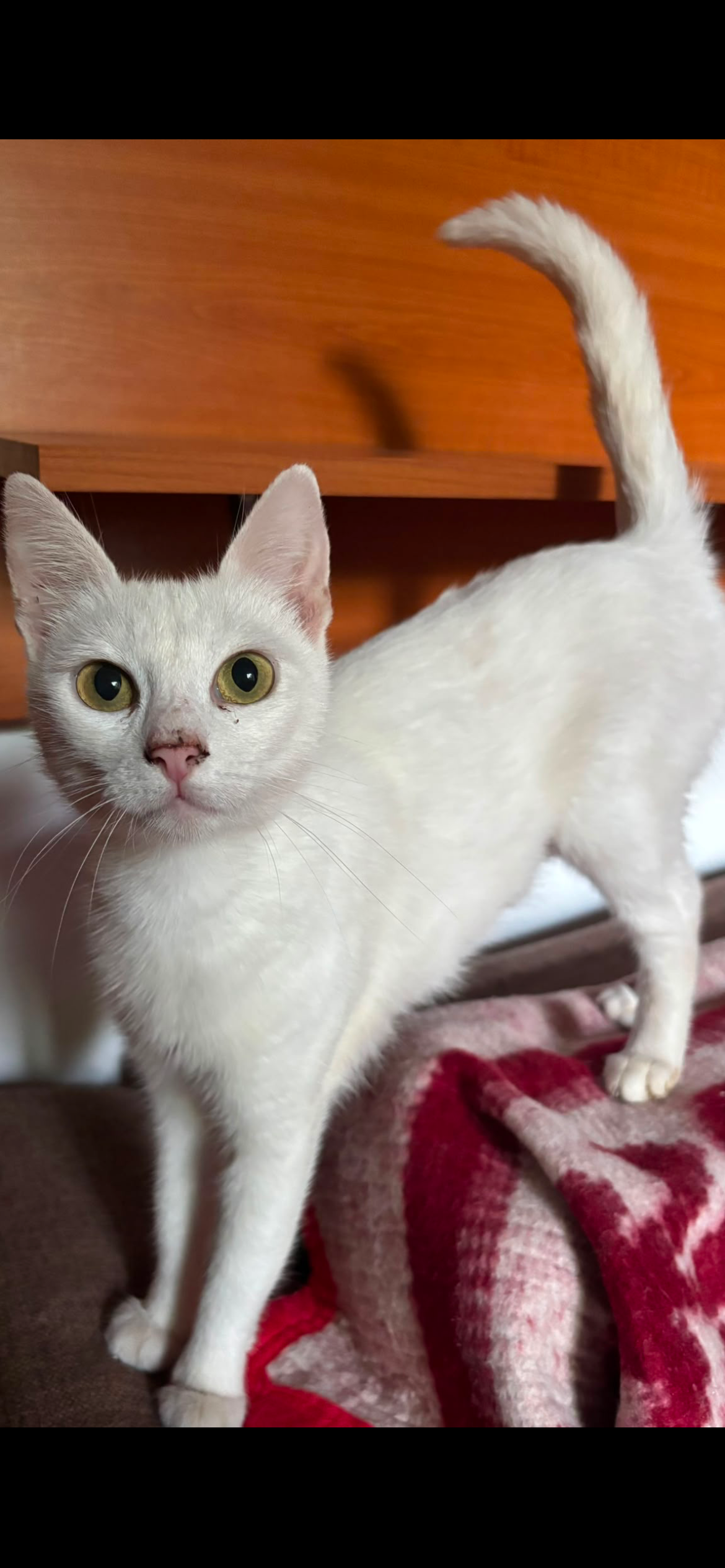 Albus