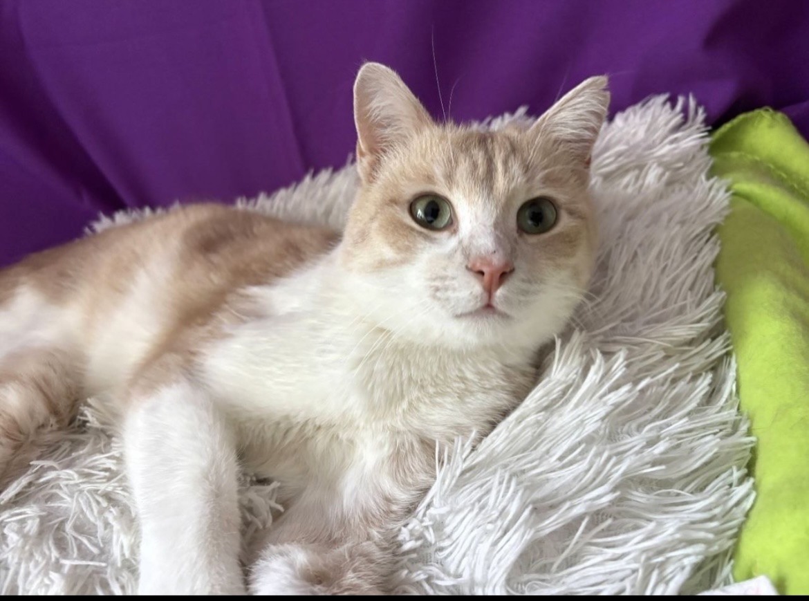 Tima
