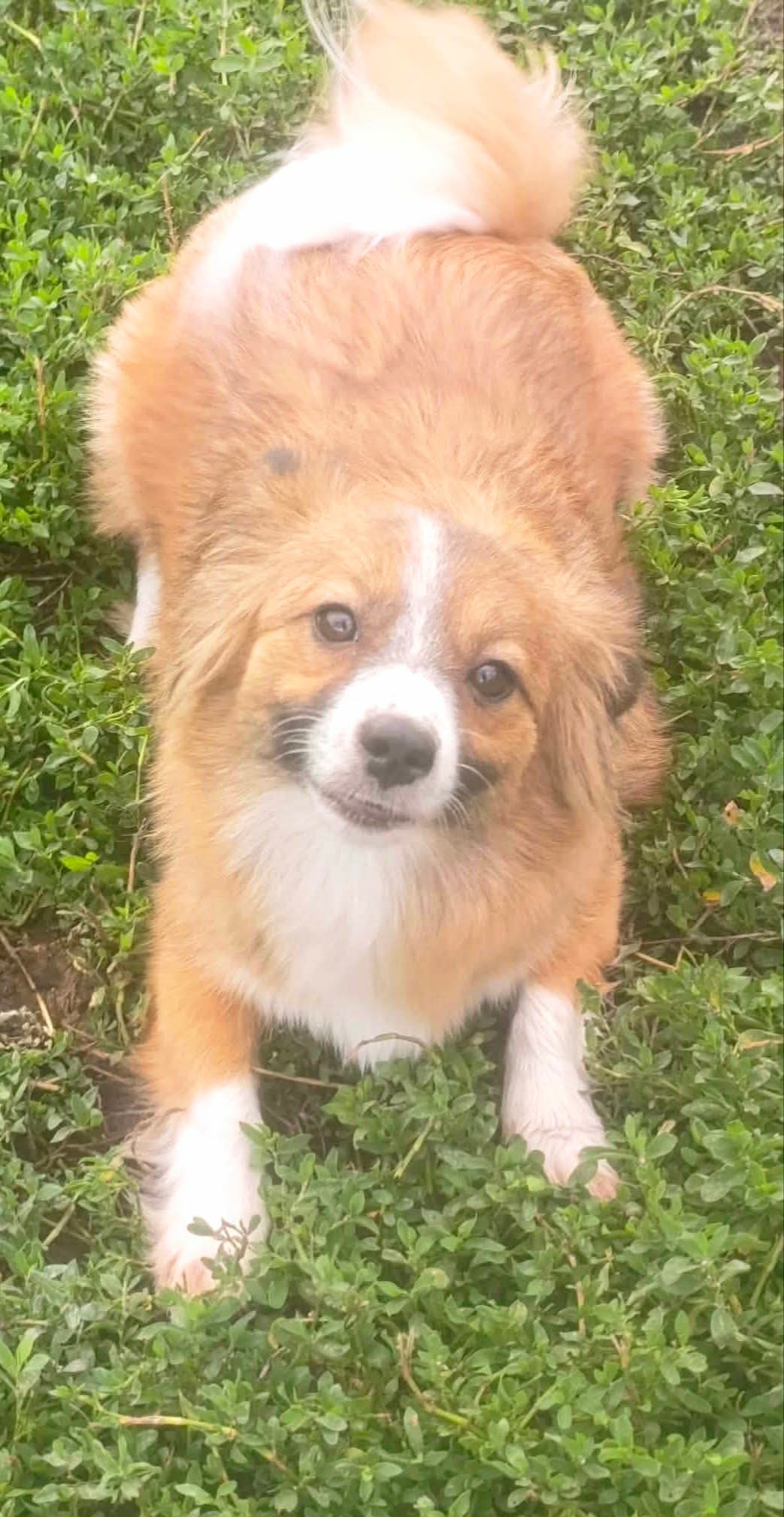 Pixie