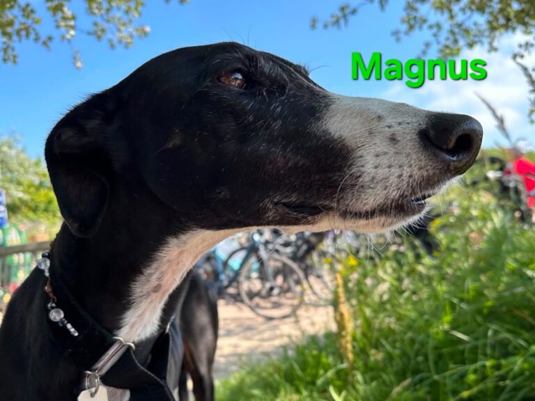Magnus - in Deutschland