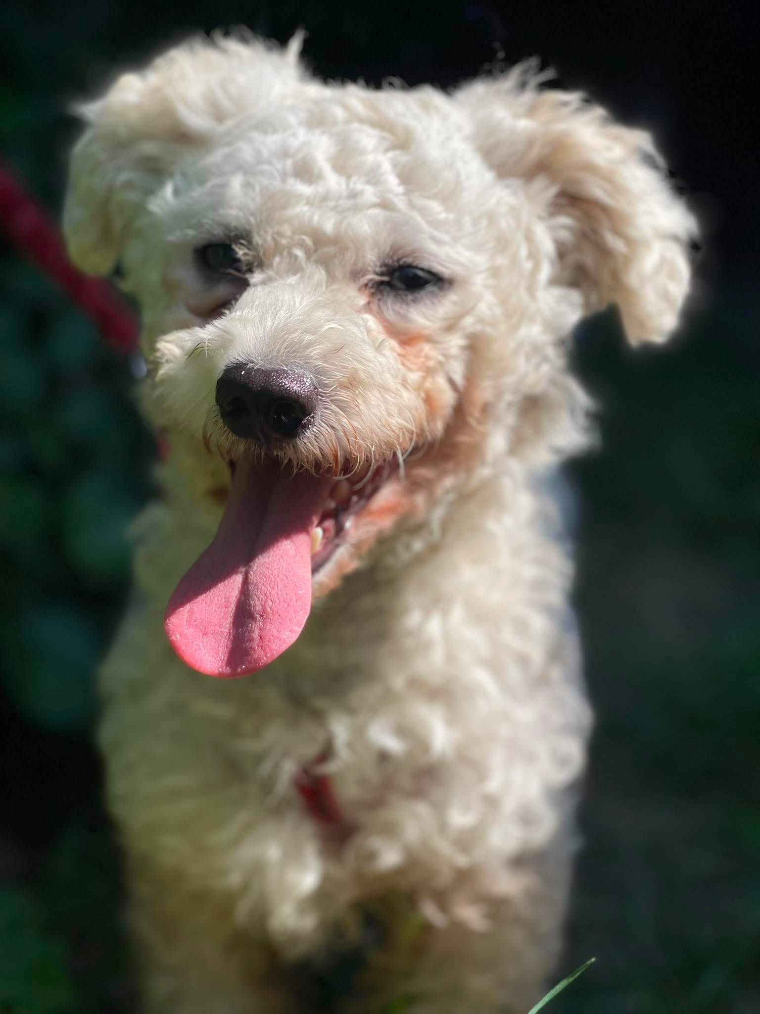 TEDDY