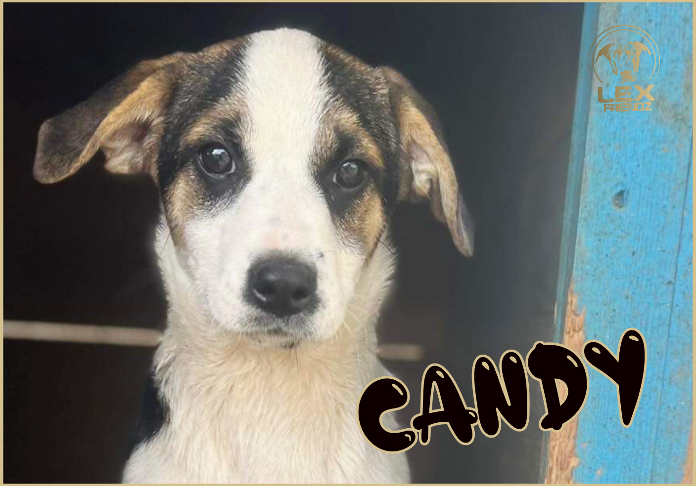 CANDY
