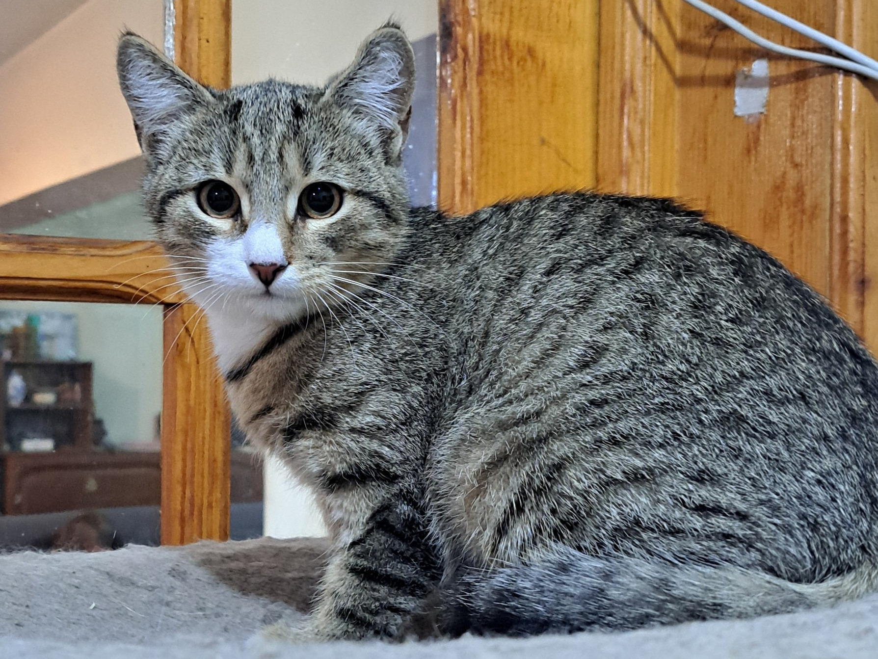 Mitzy