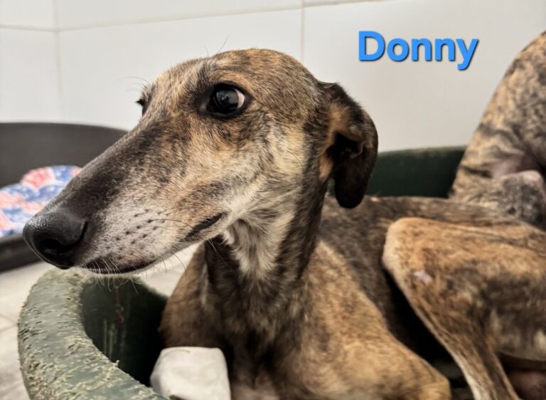 Donny