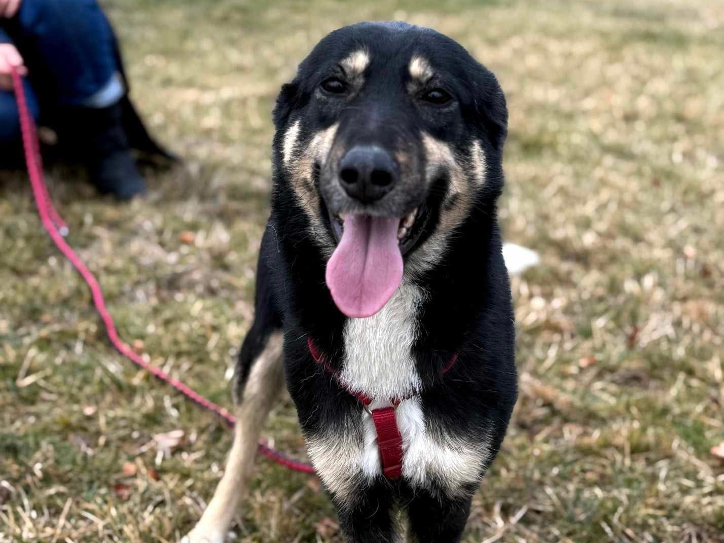 Frieda 🐾🐕( AA )