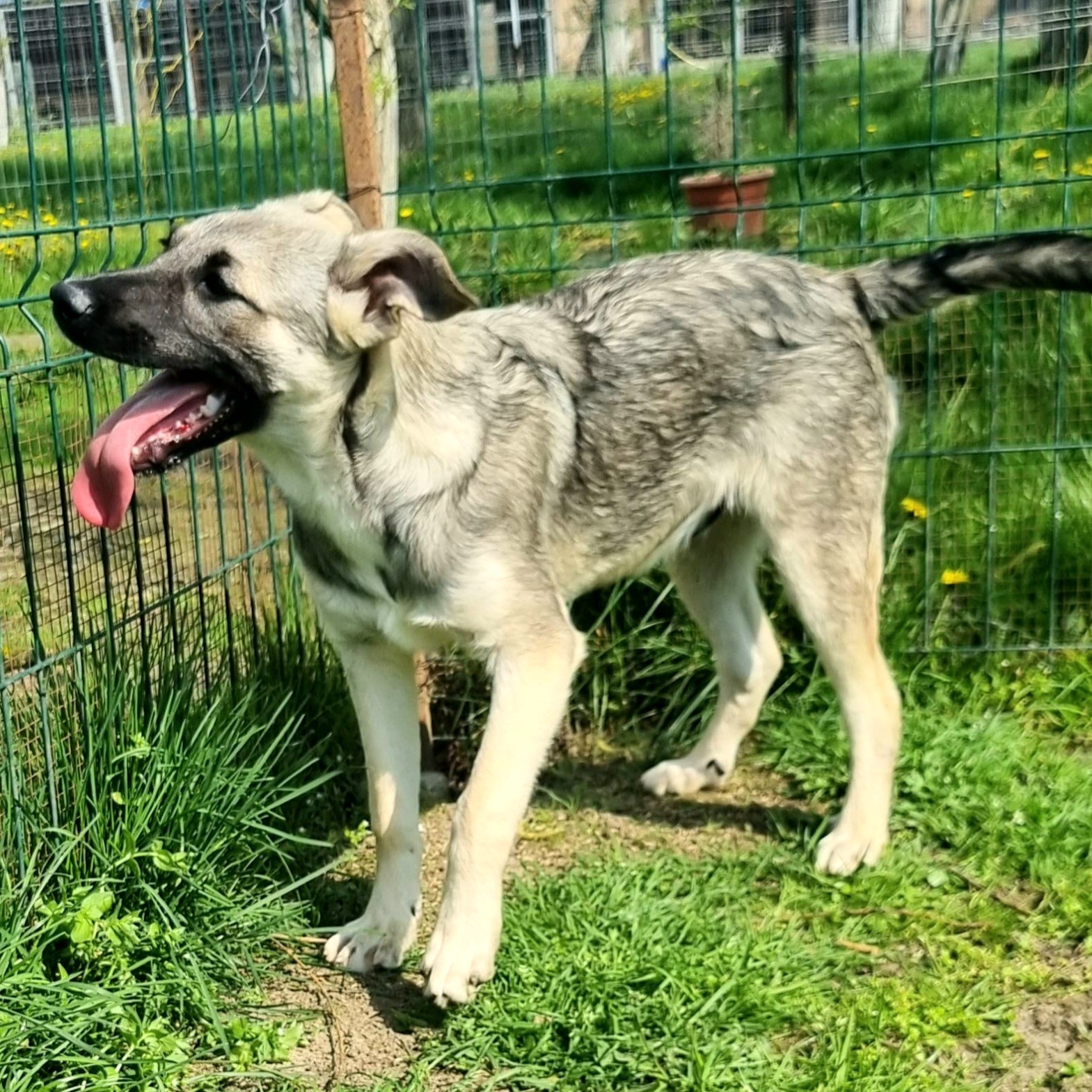 Jungspund Bruno