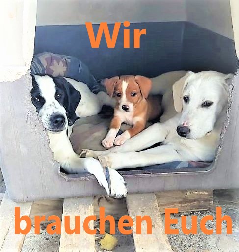 Tierschutzverein Second Chance Dogs e.V.