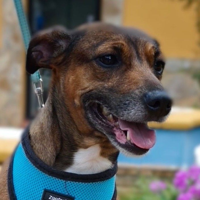 CHULA