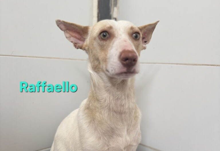 Raffaello