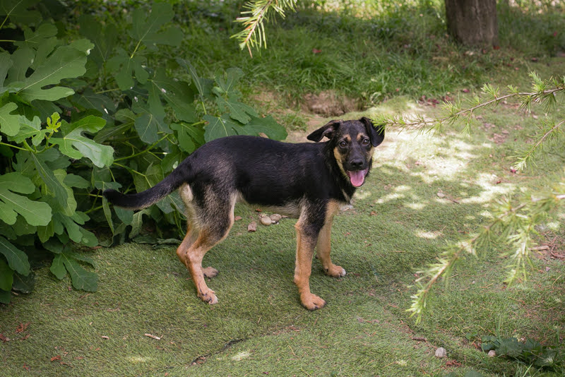 Thila