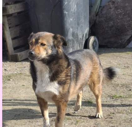 Felisa 🐾🐕