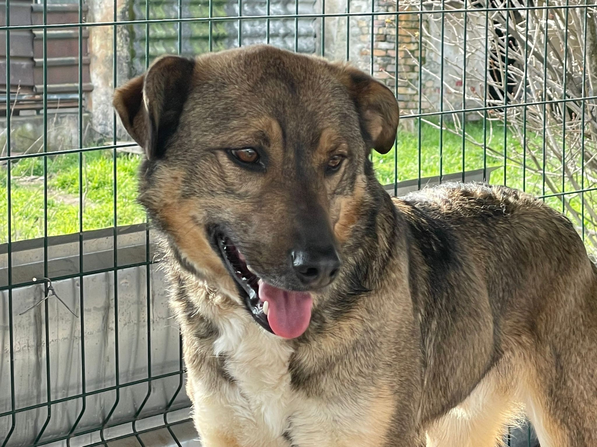 🐾Lieber Khan sucht dich🐾