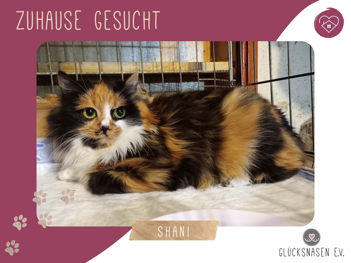 Shani sucht Dich zum kuscheln