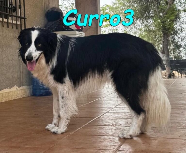 Curro3