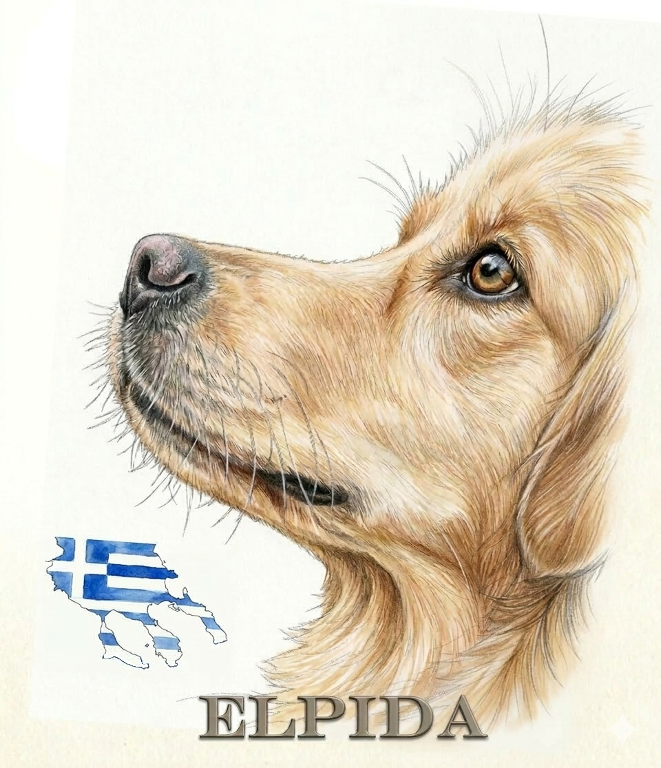 Elpida & Esperanza, Hoffnung für Straßenhunde e.V.