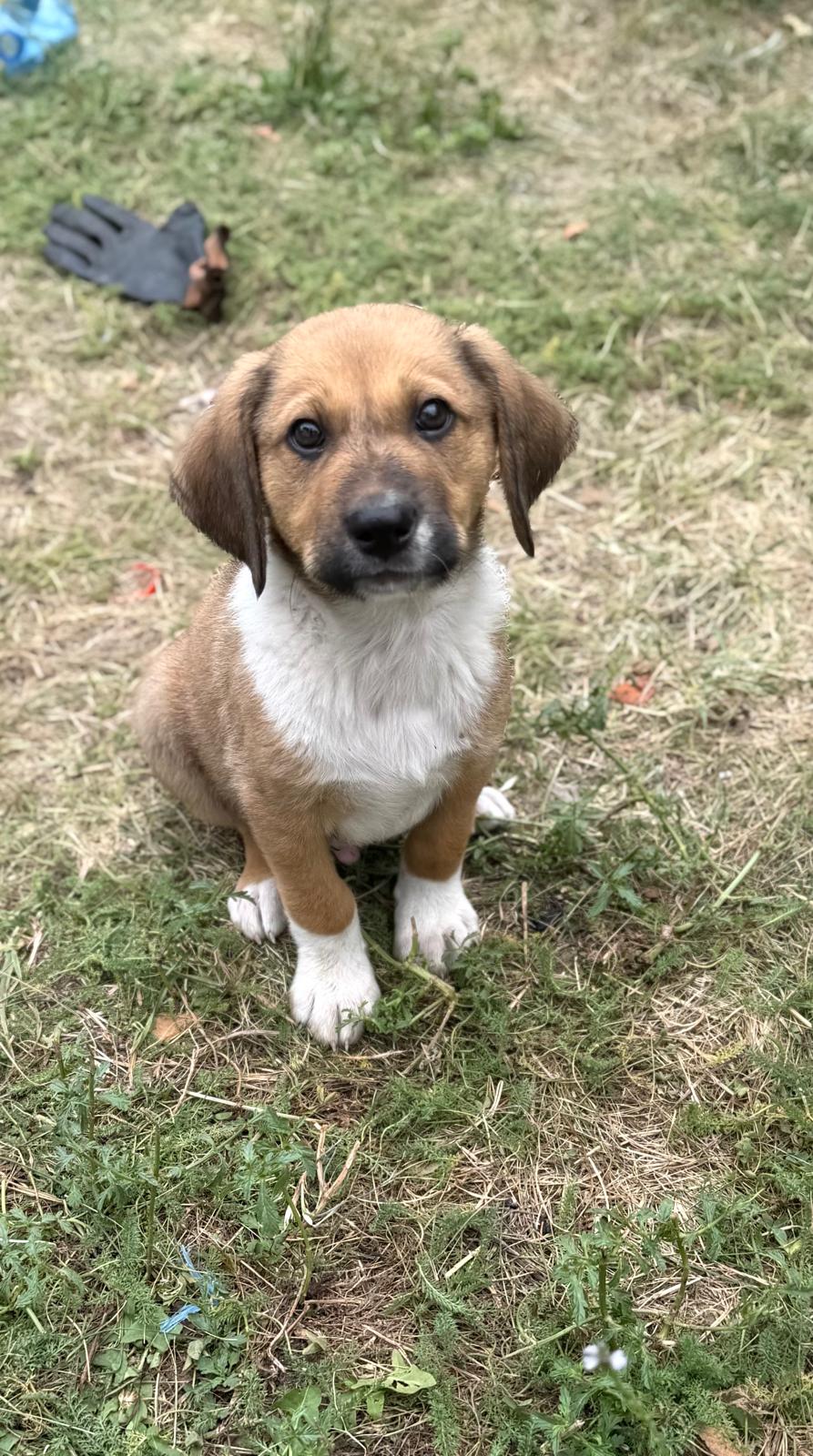 Fynn