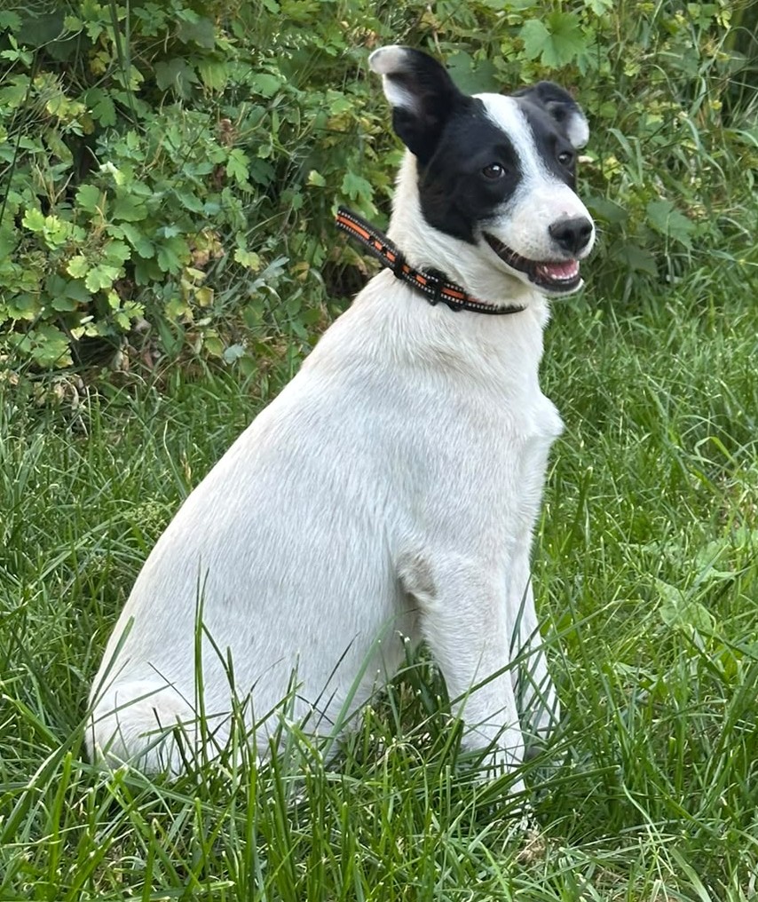 Trixie