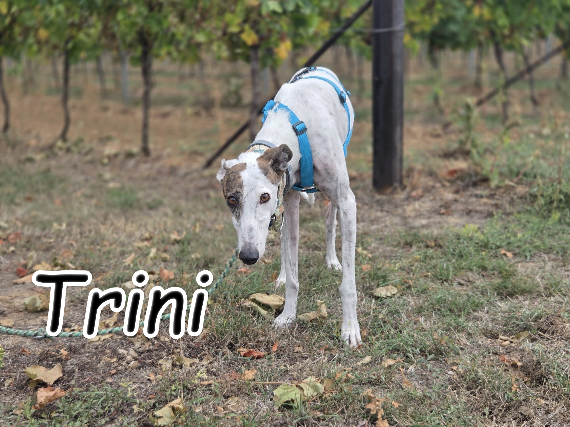 Trini
