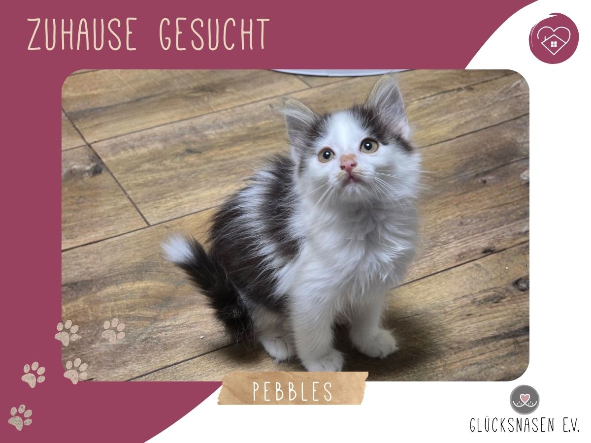 Pebbles sucht ihr Körbchen
